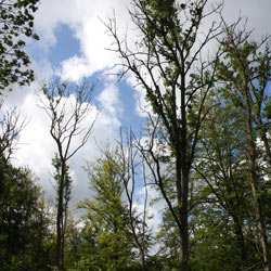 Ash trees damages by the novel pathogen. Grib Skov. Photo: E.D. Kjær, 2011