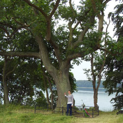 PhD student Lea Vig McKinney in front of a tested ash tree growing at Arnkildsøre, Als. Out of 101 tested trees, this is one of the few trees able to produce predominantly healthy offspring. Photo: L.R.Nielsen, 2009.